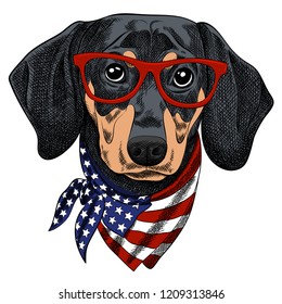 Vector illustration of a funny Dachshund dog wearing red glasses and a scarf in the color of the American flag. Pop Art Poster for Independence Day of America