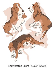 Vector illustration funny dog on a white background. Drawing of Basset Hound.