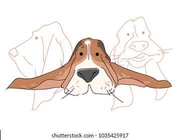 Vector illustration funny dog thoroughbred on a white background. Drawing of Basset Hound.