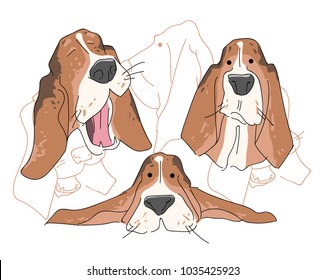 Vector illustration funny dog thoroughbred on a white background. Drawing of Basset Hound.