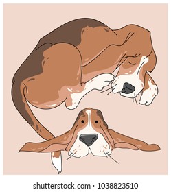 Vector illustration funny dog thoroughbred on a white background. Drawing of Basset Hound.