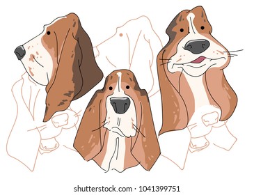 Vector illustration funny dog thoroughbred on a white background. Drawing of Basset Hound.