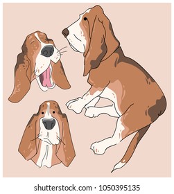 Vector illustration funny dog thoroughbred on a white background. Drawing of Basset Hound.