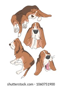 Vector illustration funny dog thoroughbred on a white background. Drawing of Basset Hound.