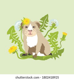 
Vector illustration of a funny guinea pig with a dandelion flower on his head. Cute home pet in the grass on a gentle green background.