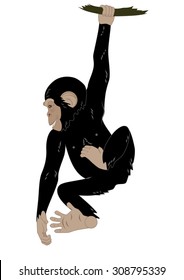 Vector Illustration Of Funny Monkey Hanging On The Vine