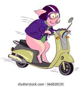 Vector illustration of funny pink pig rider in violet helmet on a green fast bike scooter isolated on white background