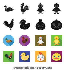 Vector illustration of funny and poultry icon. Set of funny and farming vector icon for stock.