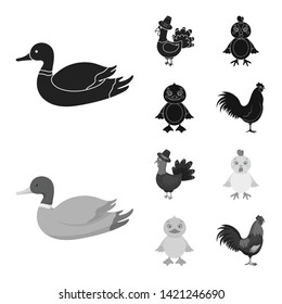 Vector illustration of funny and poultry icon. Collection of funny and farming stock symbol for web.