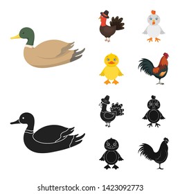 Vector illustration of funny and poultry icon. Set of funny and farming stock symbol for web.