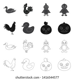 Vector illustration of funny and poultry logo. Collection of funny and farming stock symbol for web.