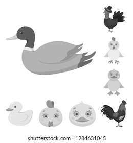 Vector illustration of funny and poultry sign. Set of funny and farming stock vector illustration.