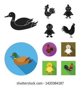 Vector illustration of funny and poultry symbol. Collection of funny and farming vector icon for stock.