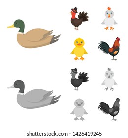 Vector illustration of funny and poultry symbol. Set of funny and farming stock symbol for web.