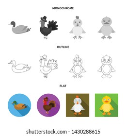 Vector illustration of funny and poultry symbol. Collection of funny and farming stock vector illustration.