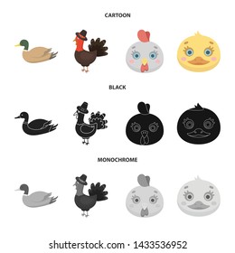 Vector illustration of funny and poultry symbol. Set of funny and farming stock symbol for web.