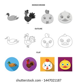 Vector illustration of funny and poultry symbol. Collection of funny and farming stock symbol for web.