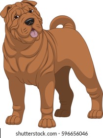 Vector illustration, funny purebred dog, shar pei, on a white background