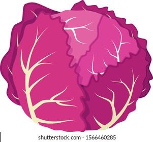 Vector illustration of a funny purple cabbage in cartoon style.