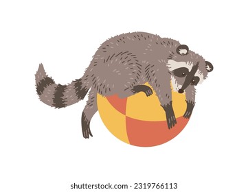 Vector illustration of funny racoon lies on a big ball, baby animal playing. Color hand drawn cartoon design wildlife animal isolated on white background.