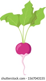 Vector illustration of a funny radish in cartoon style.