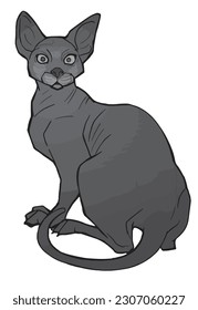 Vector illustration funny Sphynx cat linear drawing. sitting angry displeased bald cat. Line art template for coloring book page. Print isolated on white background. sitting pet freehand drawing