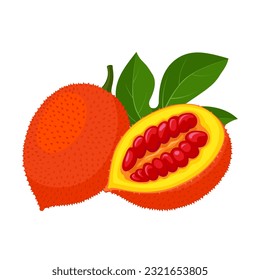 Vector illustration, gac fruit or Momordica cochinchinensis, isolated on white background.
