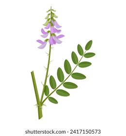 Vector illustration, Galega officinalis, commonly known as Galega or Goat's Rue, isolated on white background.