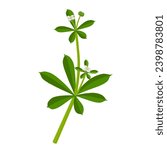 Vector illustration, Galium aparine, with common names including cleavers, Goosegrass, catchweed, Stickyweed, and sticky willy, isolated on white background.
