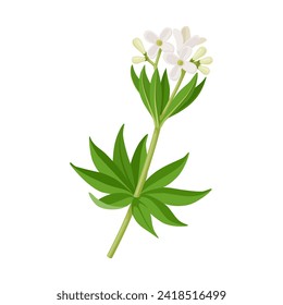 Vector illustration, Galium odoratum, the sweet woodruff or sweetscented bedstraw, isolated on white background.