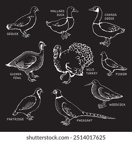 Vector illustration of game birds