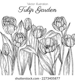 Vector illustration of garden flowers tulips in engraving style