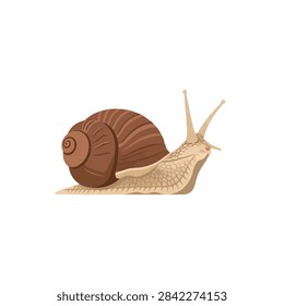 Vector illustration of a garden snail with brown spiral shell isolated on white background.