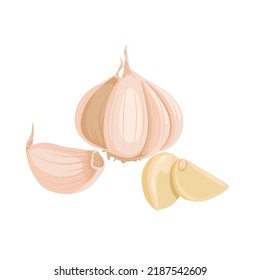 Vector illustration. Garlic Bulbs and cloves in flat design isolated on white background.