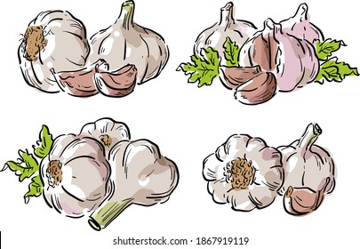 Vector illustration with garlic, clove of garlic and parsley