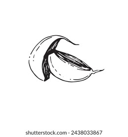 Ilustración vectorial. Dientes de ajo dibujados en contorno negro en vector sobre un fondo blanco. Conveniente para imprimir en la tela y el papel, para imprimir en el embalaje del producto, para el diseño y la creatividad.