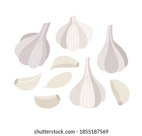 Vector illustration of garlic and garlic cloves. Set of garlic isolated on white background. Illustration of vegetables. Vegan food. Suitable for illustrating healthy eating, recipes, local farm.