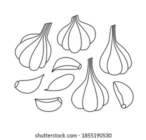 Vector illustration of garlic and garlic cloves. Set of garlic isolated on white background. Line art. Illustration of vegetables. Suitable for illustrating healthy eating, recipes, local farm.