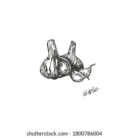 Vector illustration of a garlic, drawn by hand. Isolate the garlic. Vegetable engraving illustration style. Detailed sketch of vegetarian food. Products on the agricultural market. Suitable for