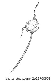 Vector illustration of a Garlic Flower seed head. Vintage botanical sketch of kitchen herb for culinary recipes or cooking book design. Etching in outline style painted by black inks for menu.