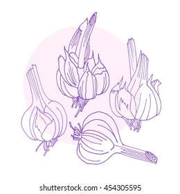 vector illustration of garlic, free hand