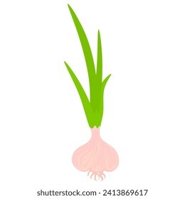 Vector illustration of garlic with green leaves. Spices isolated on white background.