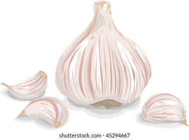 Garlic Vector Isolated Ripe Organic Ingredient Stock Vector (Royalty ...
