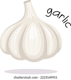 Ilustración vectorial del ajo aislado en el fondo blanco. Imagen aislada de estilo plano.