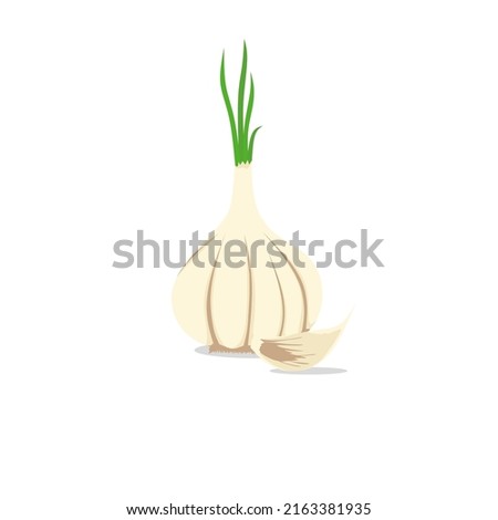 vector illustration of garlic isolated on white background.allium sativum
