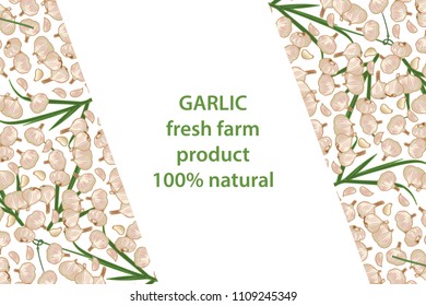 vector illustration of garlic and leaf design background white and vegetable and text fresh farm product 100% natural EPS10