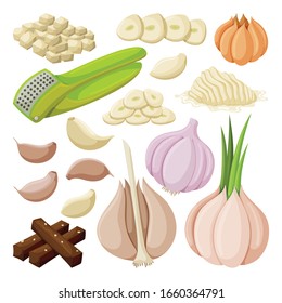 Vector illustration garlic on white background . Isolated cartoon set icon food of onion . Vector cartoon set icon garlic.