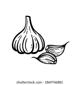 vector illustration of garlic on white background.