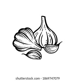 vector illustration of garlic on white background.