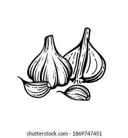 vector illustration of garlic on white background.